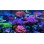 T5 Coral Light Superblue 54 Watt
