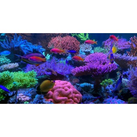 T5 Gran coral Light Purple 54W