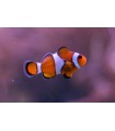 Amphiprion ocellaris  talla SM