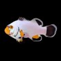 Amphiprion percula PLATINUM TALLA M