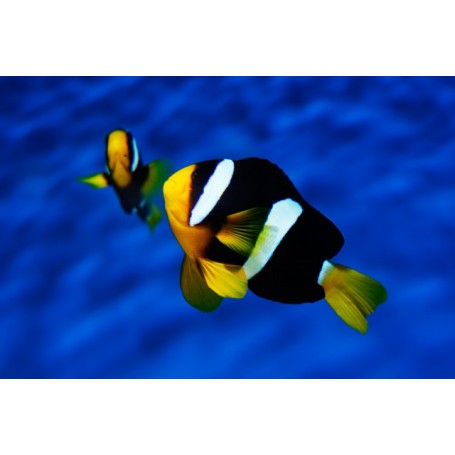 AMPHIPRION  CLARKII  (TANK BRED