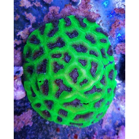 FAVITES ULTRA (PIEZA)