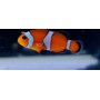 AMPHIPRION OCELLARIS TANGERINE TALLA M-LG