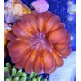 CYNARINA RED