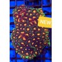 Frags FAVIA ULTRA