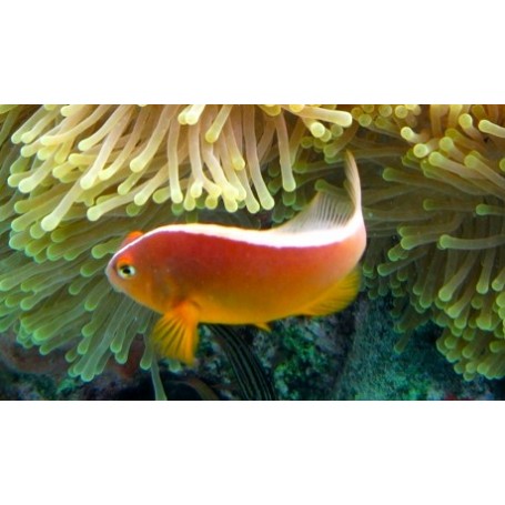 AMPHIPRIOM AKALLOPSIS TALLA SM