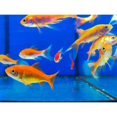 COMETA ROJO (CARASSIUS AURATUS) 5-8 CM
