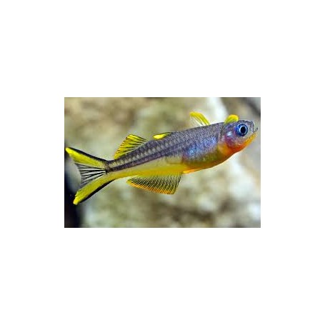 Pseudomugil furcatus. (Pez ojos azules de aleta ahorquillada)