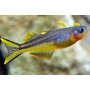 Pseudomugil furcatus. (Pez ojos azules de aleta ahorquillada)