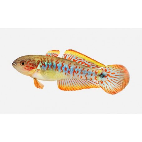 Tateurndina ocellicauda (GOBIO PAVO REAL)