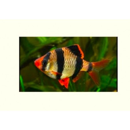 Puntigrus tetrazona (BARBO TETRAZONA) 1,5-2 CM