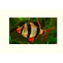 Puntigrus tetrazona (BARBO TETRAZONA) 1,5-2 CM