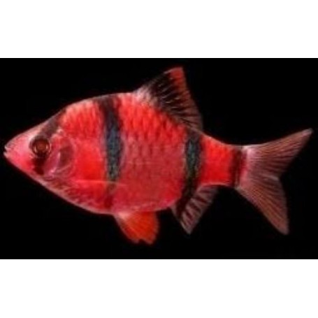 Puntigrus tetrazona (BARBO TETRAZONA ROJO) 3-3,5 CM