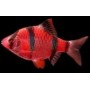 Puntigrus tetrazona (BARBO TETRAZONA ROJO) 3-3,5 CM