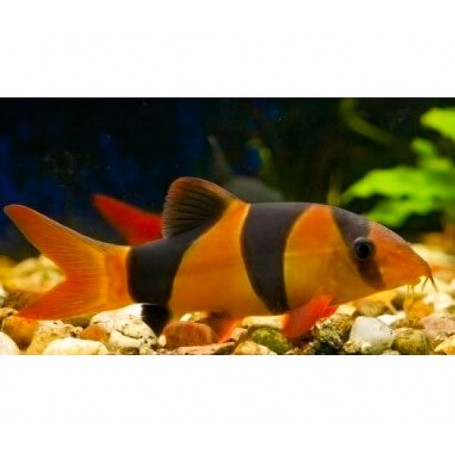 Chromobotia macracanthus (BOTIA PAYASO) 5-5,5 CM