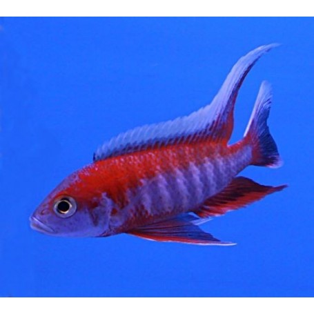 AULONOCARA SURTIDO SUPER COLOR 6-7 CM