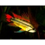 Apistogramma cacatuoides (CÍCLIDO ENANO CACATUA DOBLE RED)3-3,5 CM HIGH QUALITY