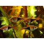 Trigonostigma heteromorpha (ARLEQUIN) 2 CM
