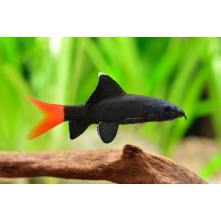 Epalzeorhynchos bicolor (LABEO BICOLOR) 4-5 CM