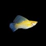 MOLLY VELIFERA SURTIDO