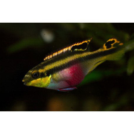 PELVICACHROMIS PULCHER
