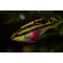 PELVICACHROMIS PULCHER