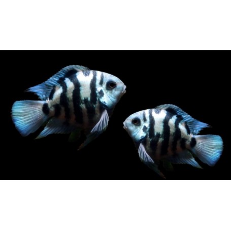 CICLIDO POLAR BLUE