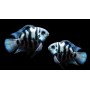 CICLIDO POLAR BLUE