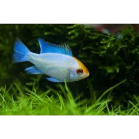 Ramirezis azul eléctrico 3cm