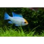 Ramirezis azul eléctrico 3cm