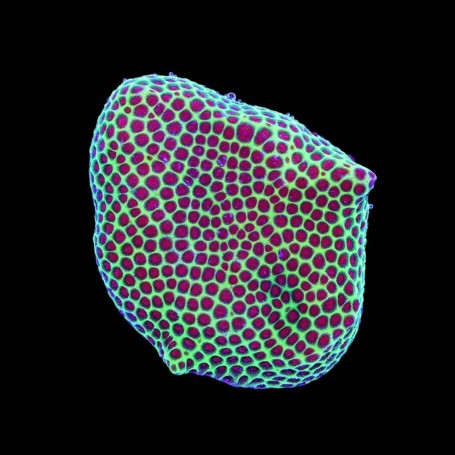 PORITES GRINCH FRAG