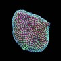 PORITES GRINCH FRAG