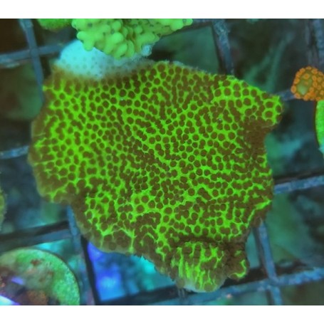 MONTIPORA CONFUSA FRAG