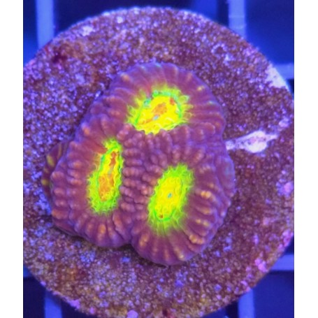 FAVITES ULTRA (FRAG COLLECTOR)