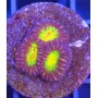 FAVITES ULTRA (FRAG COLLECTOR)