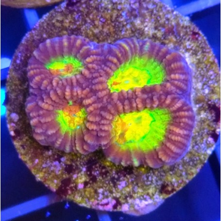 FAVITES ULTRA (FRAG COLLECTOR)