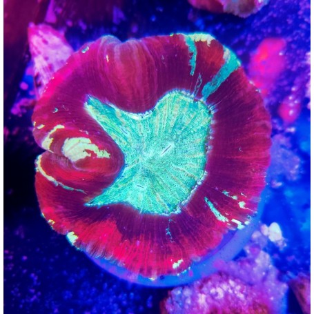 TRACHYPHYLLIA ULTRA