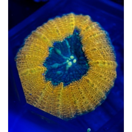 LOBOPHILLYA ORANGE