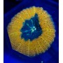 LOBOPHILLYA ORANGE
