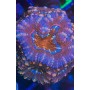 ACANTHASTREA ULTRA