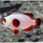PREMNAS BIACULEATUS GOLDEN NUGGETS CAUTIVIDAD - TAMAÑO : L