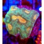 GONIASTRAEA ORANGE EYES