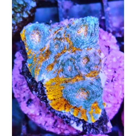 KATAR ORENJI (ORANGE-BLUE)