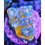 KATAR ORENJI (ORANGE-BLUE)
