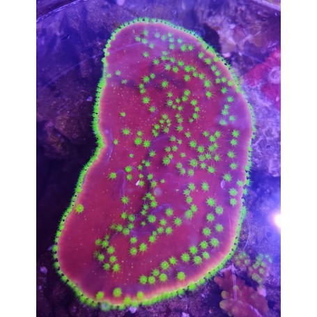 turbinaria Reniformis (esquejes Grandes)