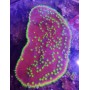 turbinaria Reniformis (esquejes Grandes)