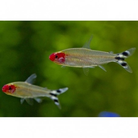Hemigrammus RODHOSTOMUS (BORRACHITO) 2,5- 3 CM