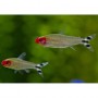 Hemigrammus RODHOSTOMUS (BORRACHITO) 2,5- 3 CM