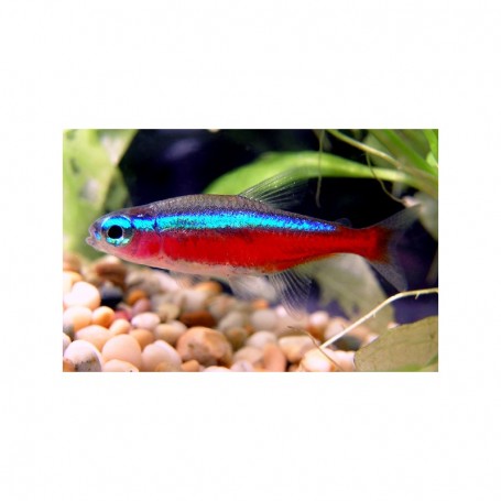 NEON CARDENAL (PARACHEIRODON AXELRODI)
