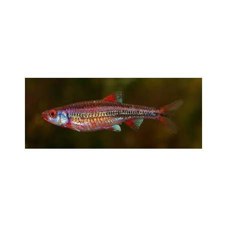 BARBO ARCO IRIS (NOTROPIS CHROSOMUS) 3,5-4 CM